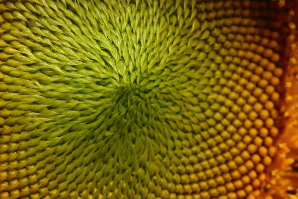 Bela flora de girassol pólen — Fotografia de Stock