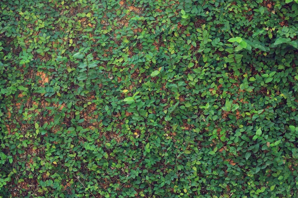 Feuille verte lierre vigne nature mur texture fond — Photo