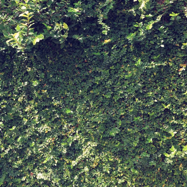 Grün Blatt Efeu Weinstock Natur Wand Textur Hintergrund — Stockfoto
