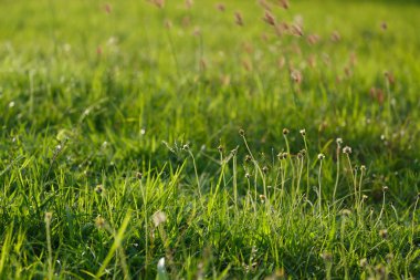 yeşil çimen çiçek alanı