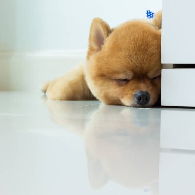 pomeranian köpek yavrusu köpek sevimli evcil hayvan uyku