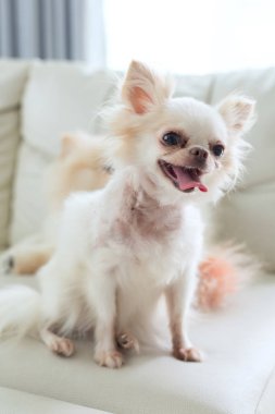 Chihuahua köpek şirin evde beslenen hayvan