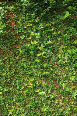 yaprak yeşil sarmaşık asma doğa duvar doku arka plan
