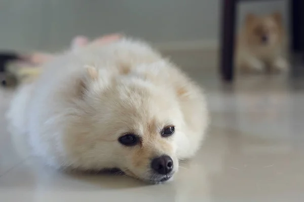 Branco pomeranian bonito cão — Fotografia de Stock