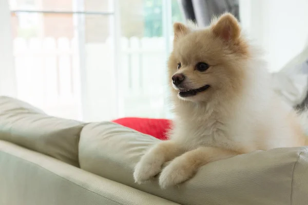 Cane pomerania carino animale domestico sorriso felice in casa — Foto Stock