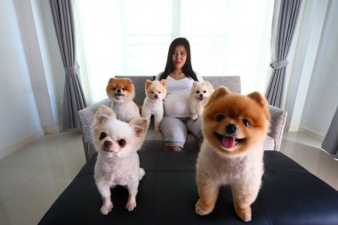 kadın hamile ve oturma odasında pomeranian köpek sevimli hayvanlar