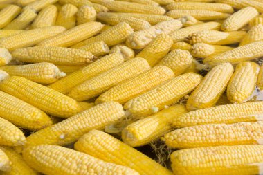 Mısır kaynatın vejetaryen yemek