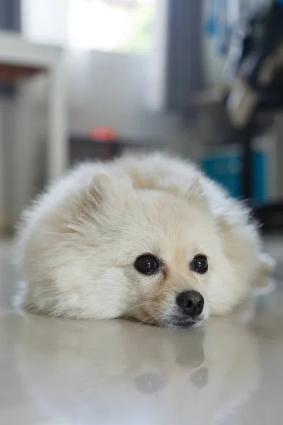 Blanco pomeranian lindo perro — Foto de Stock