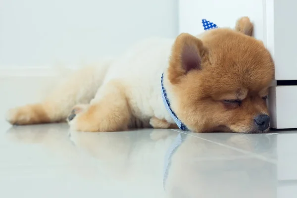 ポメラニアン仔犬かわいいペットの睡眠 — ストック写真