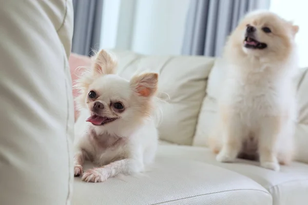 Chihuahua e pomeranian cão bonito animal de estimação sorriso feliz — Fotografia de Stock