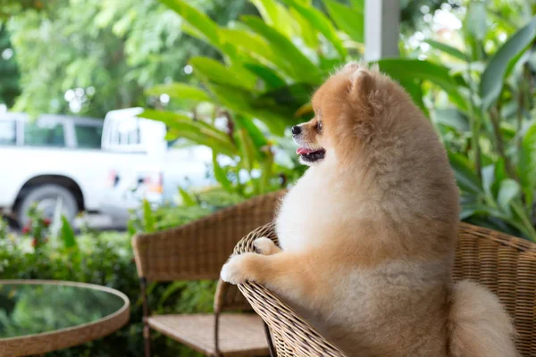 Feliz perro pomerania linda mascota sonrisa amigable —  Fotos de Stock