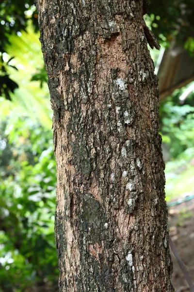 Tree bark aged texture surface — Stock Photo, Image