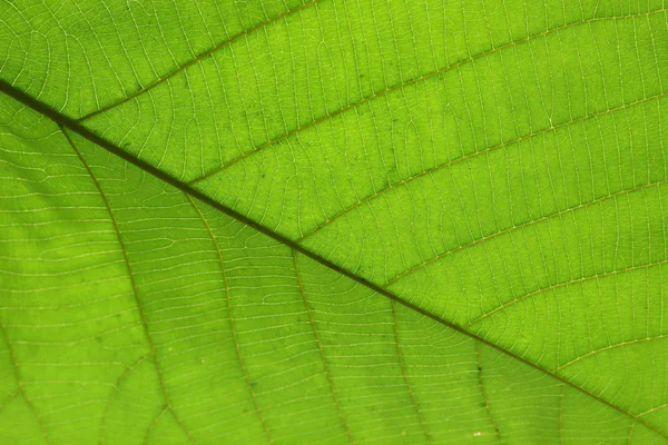 Estrutura da célula verde textura da natureza folha de fundo — Fotografia de Stock