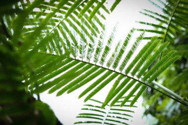 doğada, ağacın yaprağı ile güneş ışığı soyut yeşil yaprakları