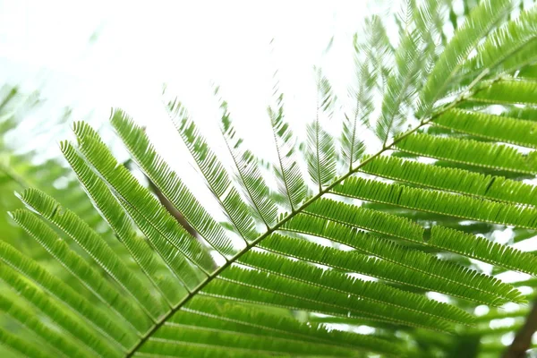 Abstrakta gröna blad i naturen bakgrunden — Stockfoto