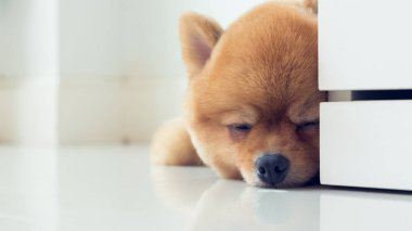 pomeranian köpek yavrusu köpek sevimli evcil hayvan uyku