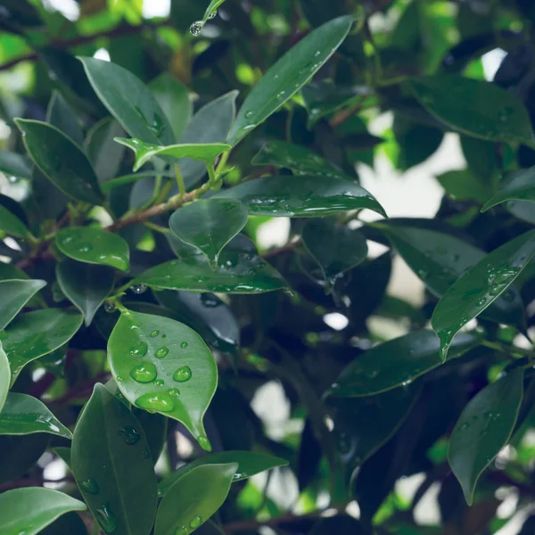 Gota de lluvia sobre la naturaleza de hoja verde — Foto de Stock
