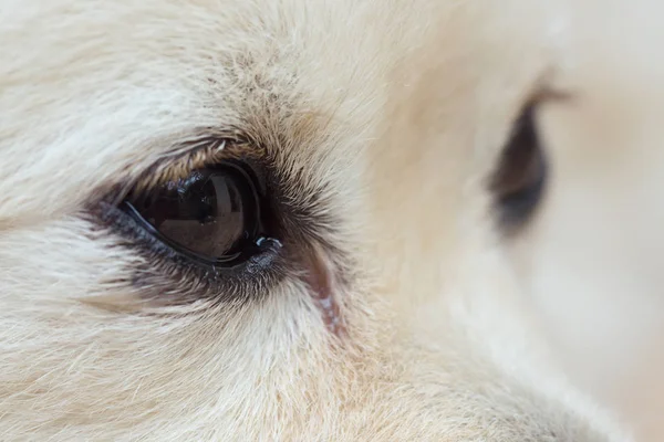 Черный глаз белой собаки, крупным планом — стоковое фото