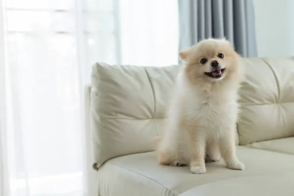 Pomeranian cão bonito animal de estimação feliz sorriso em casa — Fotografia de Stock