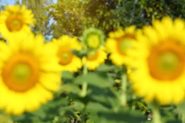 Blur image, sunflower in field — Stock Photo, Image