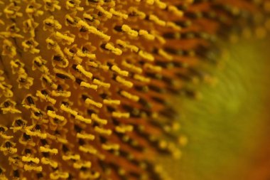 güzel polen ayçiçeği flora