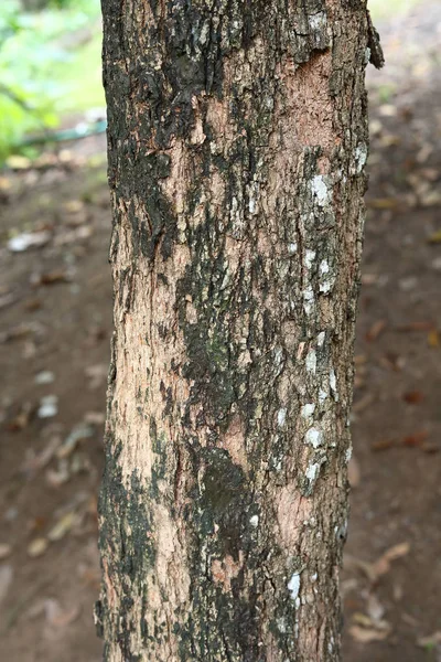 Ağaç kabuğu doku yüzeyi doğal olarak yıpranmış yaşlı