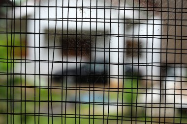 örümcek ağı örümcek ağı üzerinde eski pencere paslı çelik tel