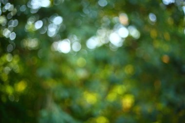 Soyut güneş ağacı yeşil yemyeşil doğası ile görüntü bulanıklığı