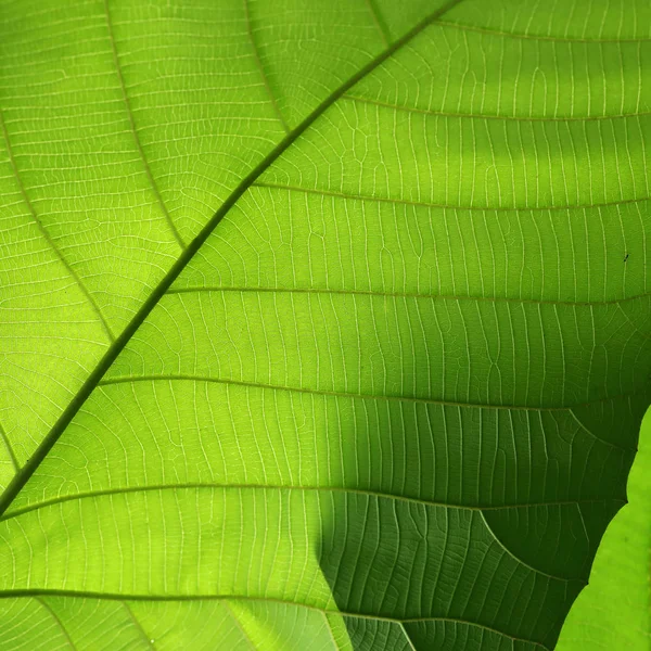 葉、自然の背景の緑のセル構造のテクスチャ — ストック写真