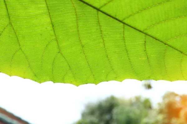 葉、自然の背景の緑のセル構造のテクスチャ — ストック写真