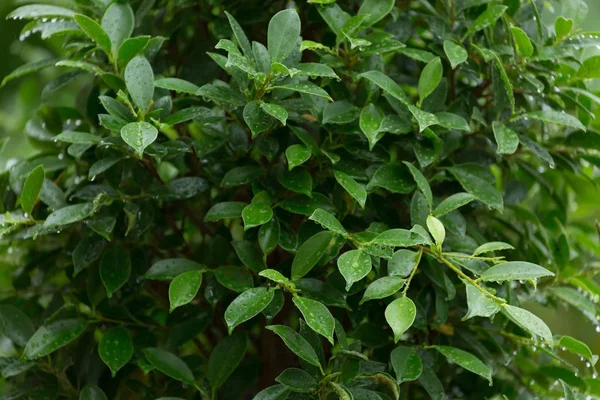 Dauw waterdruppel op groene blad natuur — Stockfoto