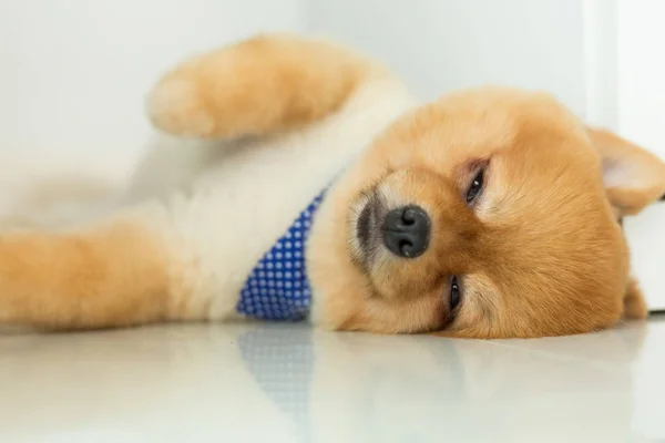 Cachorro pomeranian cão dormindo em casa — Fotografia de Stock