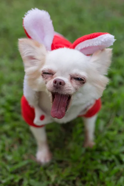 Chihuahua senang anjing kecil hewan peliharaan lucu — Stok Foto