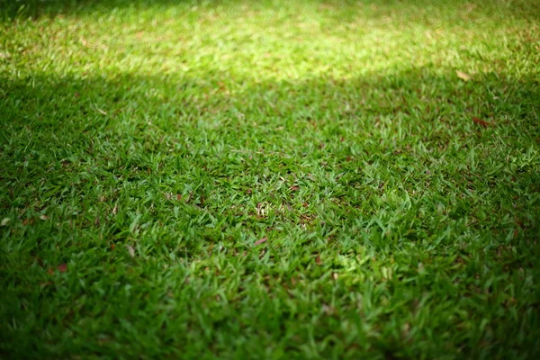Erba verde tappeto erboso — Foto Stock