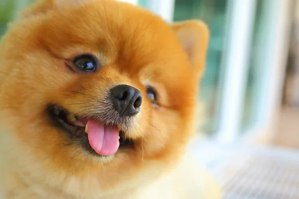Χαριτωμένο κατοικίδιο ζώο pomeranian μικρό σκυλί χαρούμενο χαμόγελο — Φωτογραφία Αρχείου