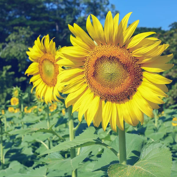 Beautiful flower, sunflower blooming in garden — Stock Photo, Image