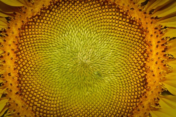Schöne Pollen Sonnenblumenflora — Stockfoto