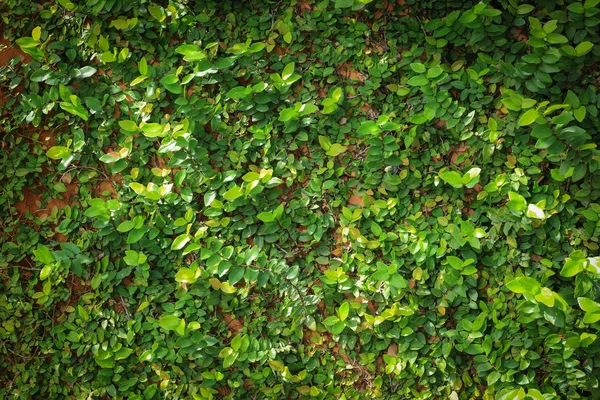 Green leaf ivy vine nature wall texture background — Stock Photo, Image