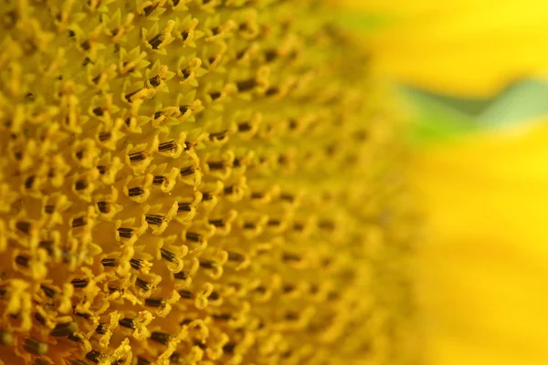 Beautiful pollen sunflower flora — Stock Photo, Image