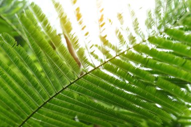 doğada, ağacın yaprağı ile güneş ışığı soyut yeşil yaprakları