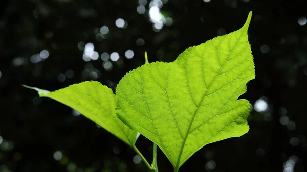 Hoja verde célula naturaleza textura —  Fotos de Stock