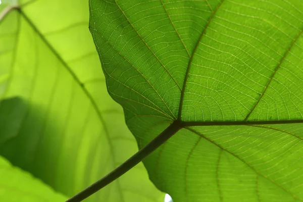 Estructura de células verdes textura de la naturaleza hoja de fondo —  Fotos de Stock