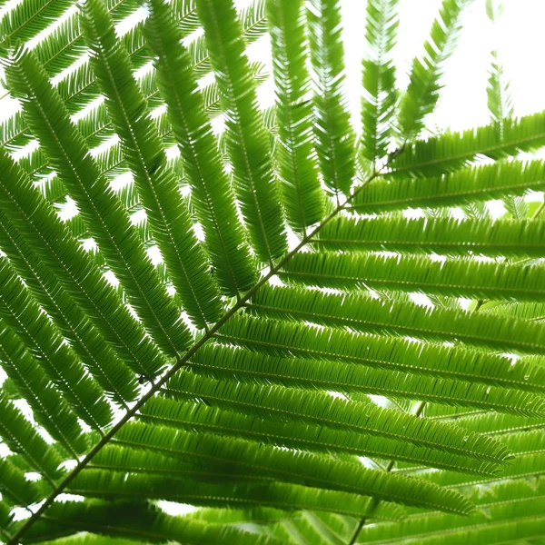 Abstraktní zelené listy v přírodě pozadí — Stock fotografie