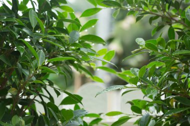 yağmur damla su yaprak yeşil doğa, soyut yeşillik üzerinde