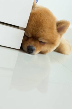 pomeranian köpek yavrusu köpek sevimli evcil hayvan uyku