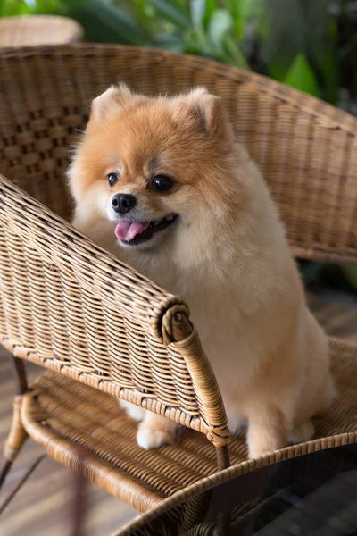 Щасливий португальський собака милий собака посміхається доброзичливий — стокове фото