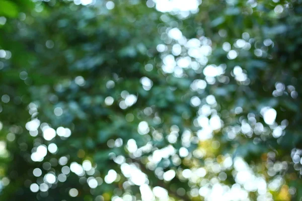 Rozmycie obrazu streszczenie sunlight przez drzewo zielone obcowania z przyrodą, — Zdjęcie stockowe