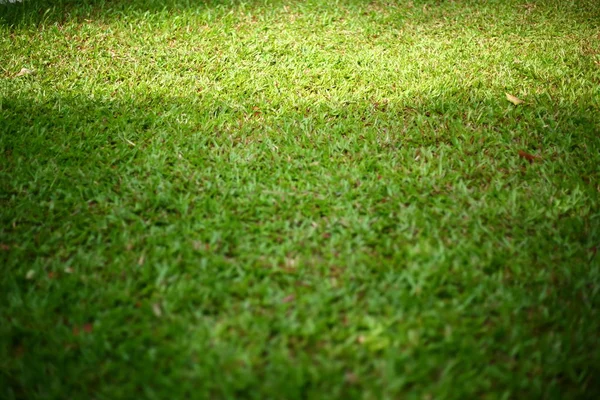 Relva de grama verde — Fotografia de Stock