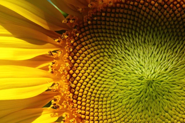 Красива пилка сонячна квітка — стокове фото
