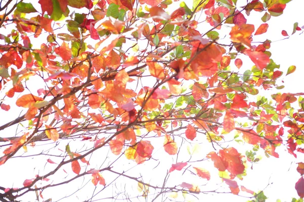 Soyut sonbahar arkaplanı — Stok fotoğraf